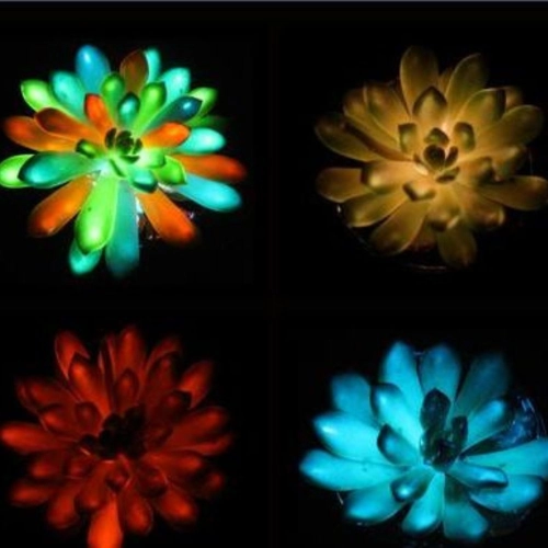 Le piante grasse che brillano al buio